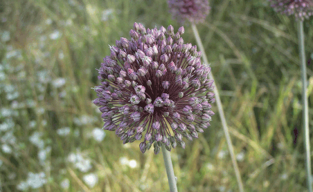 flora