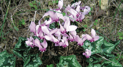 flora