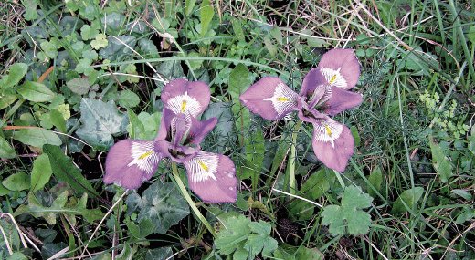 flora