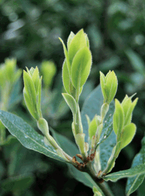 flora