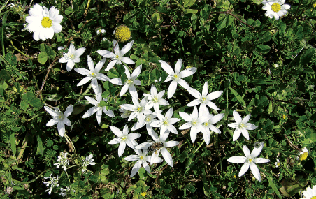 flora