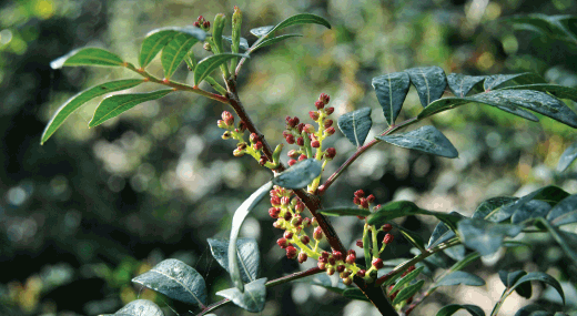 flora
