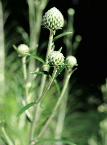 flora