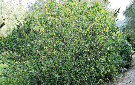 flora