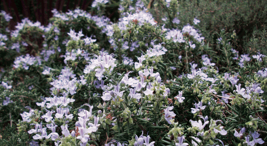 flora