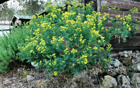 flora