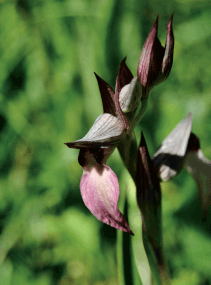 flora