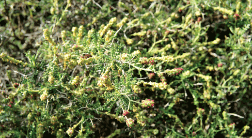 flora