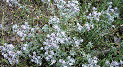 flora