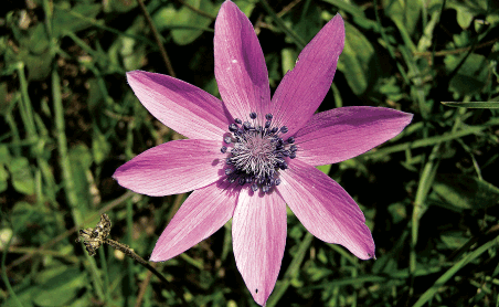 flora