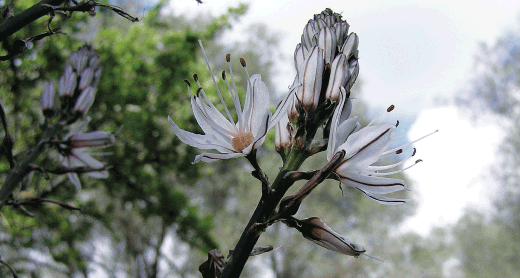 flora