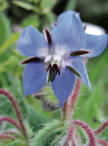 flora