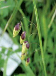 flora