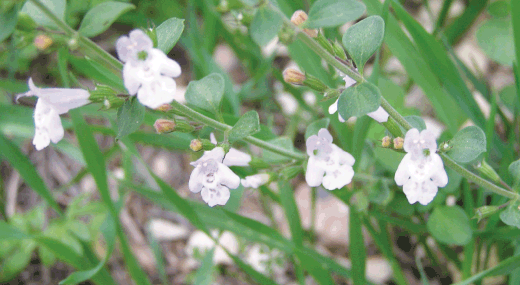 flora