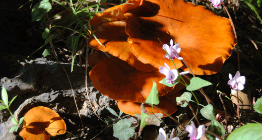 flora