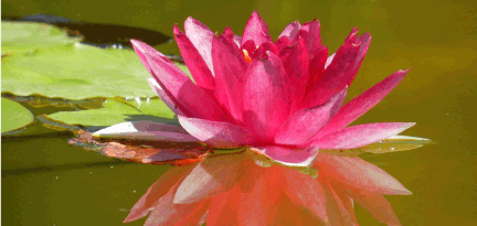 flora