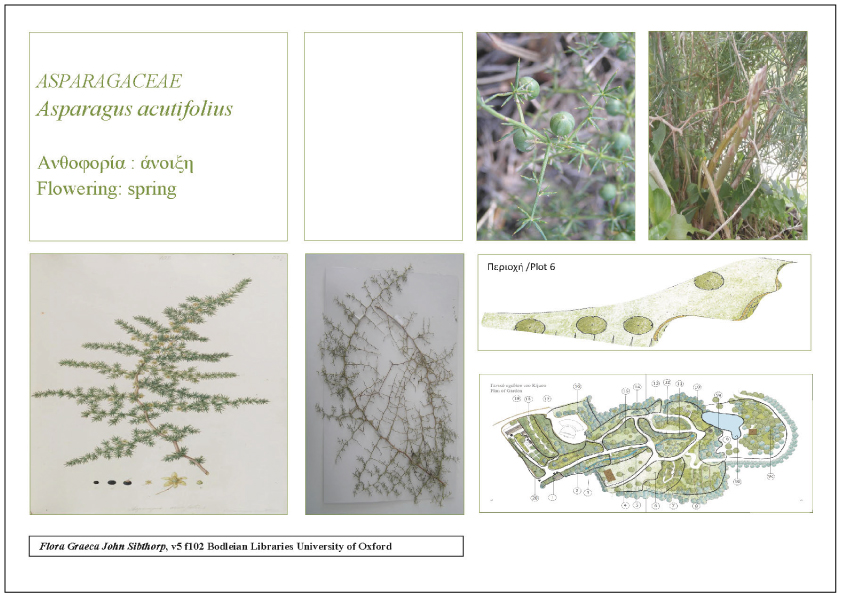 Asparagus acutifolius