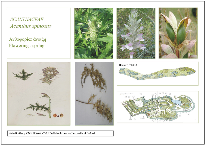 acanthus